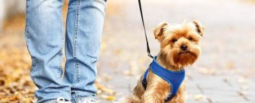 بازار میلیاردی نگهداری از حیوانات؛ از چکاپ تا هتل لوکس