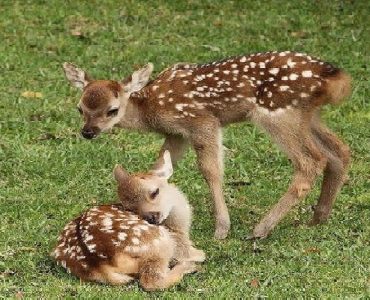 تولد ۶ گوزن زرد ایرانی در پارک‌های ملی کرخه و دز
