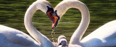 حفظ هویت فردی و تعادل بین «من» و «ما» در ازدواج