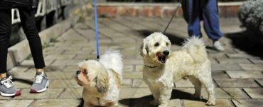 طرح «ساماندهی سگ‌گردانی» در اصفهان اجرا می‌شود