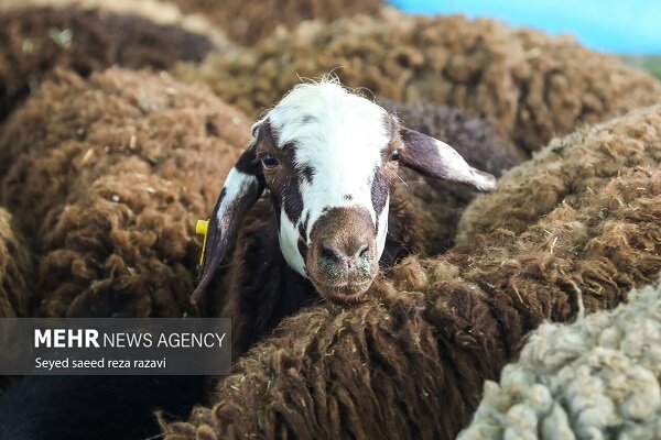 مرز میان دام و انسان؛ خطی که دامپزشکان محافظت می‌کنند