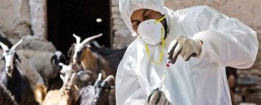 واکسیناسیون رایگان دام‌ها دو بار در سال در گلستان اجرا می‌شود